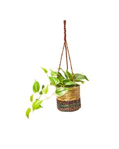 Wildlife World - Artisan Hanging Planter (Medium Cylinder) - 6 x 390g